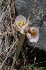 Calochortus persistens