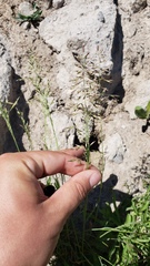 Poa stebbinsii