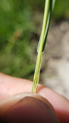 Poa stebbinsii