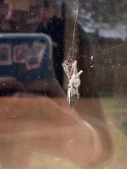 Arilus cristatus