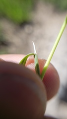 Poa stebbinsii