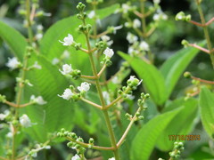 Miconia acinodendron