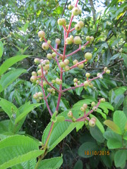 Miconia acinodendron