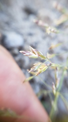 Poa stebbinsii