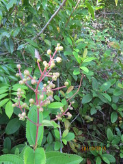 Miconia acinodendron