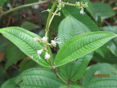 Miconia acinodendron