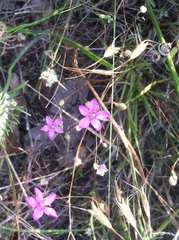 Phemeranthus parviflorus