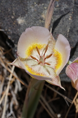 Calochortus persistens