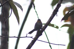 Chlorospingus flavigularis