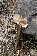 Calochortus persistens