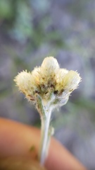 Antennaria rosea confinis