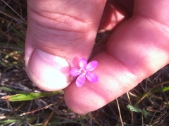 Phemeranthus parviflorus