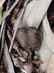 Phascolarctos cinereus