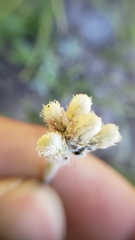 Antennaria rosea confinis
