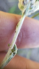 Antennaria rosea confinis