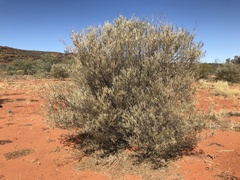Acacia aneura