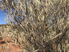 Acacia aneura