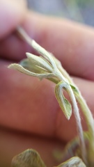 Antennaria rosea confinis