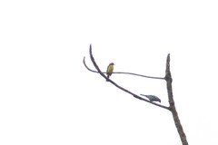 Conopias cinchoneti