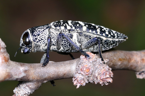 Lampetis dilaticollis