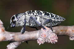 Lampetis dilaticollis