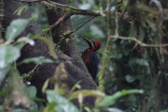 Campephilus haematogaster