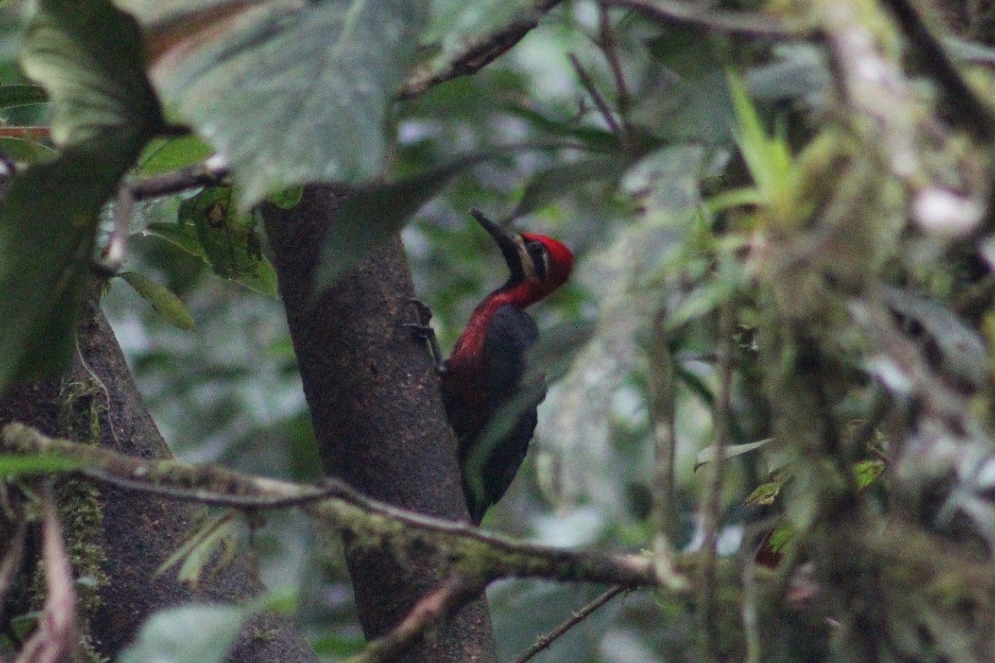 Crimson-bellied Woodpecker (Campephilus haematogaster), photo 9