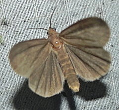 Virbia opella