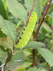 Sphinx poecila