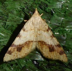 Macaria plumosata