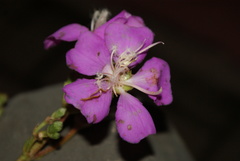 Tibouchina bipenicillata
