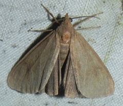 Virbia opella
