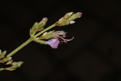 Tibouchina bipenicillata