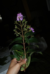 Tibouchina bipenicillata