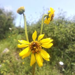 Verbesina tetraptera