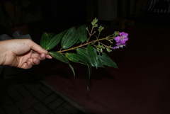 Tibouchina bipenicillata