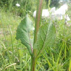 Verbesina tetraptera