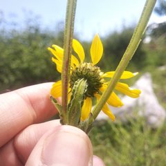 Verbesina tetraptera