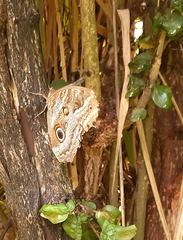 Caligo teucer insulanus