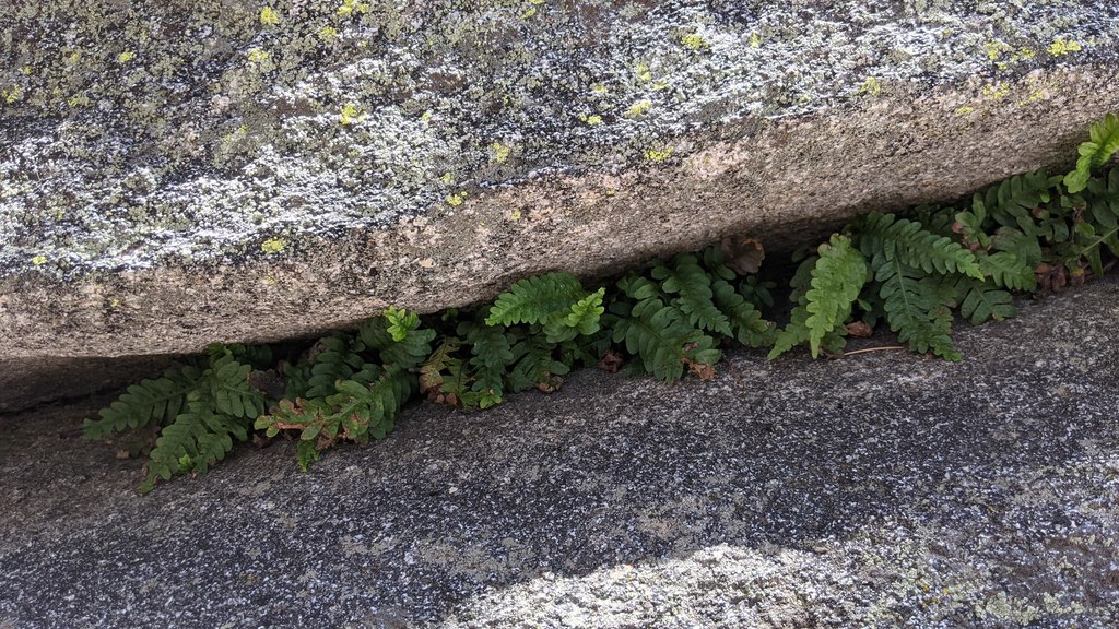 Polypodium hesperium from San Jacinto State Park, Riverside County, CA, USA on 2021년 08월 02일 (월) at 01:50 오후 by Don... 