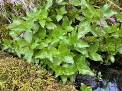 Epilobium alsinifolium