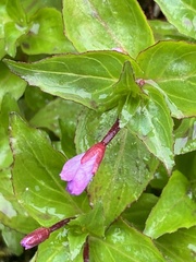Epilobium alsinifolium