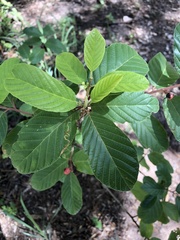 Frangula betulifolia