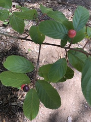 Frangula betulifolia