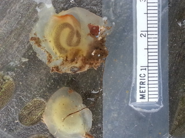 Ascidia columbiana