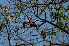 Pyrocephalus rubinus