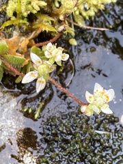 Micranthes stellaris