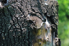 Sceloporus grammicus