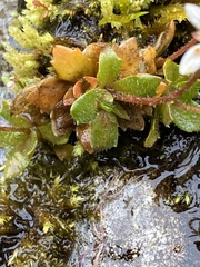 Micranthes stellaris