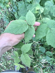 Rubus idaeus idaeus